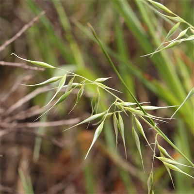 Rytidosperma (genus) (Wallaby Grass) at Gundaroo, NSW - 2 Nov 2024 by ConBoekel
