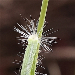 Rytidosperma sp. at Gundaroo, NSW - 2 Nov 2024