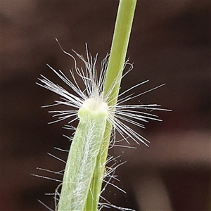 Rytidosperma sp. at Gundaroo, NSW - 2 Nov 2024