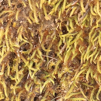 Unverified Moss, Liverwort or Hornwort at Gundaroo, NSW - 2 Nov 2024 by ConBoekel