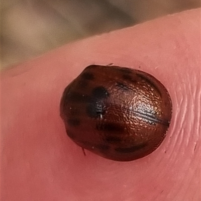 Trachymela sp. (genus) (Brown button beetle) at Bungendore, NSW - 6 Nov 2024 by clarehoneydove