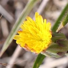 Hypochaeris radicata (Cat's Ear, Flatweed) at Gundaroo, NSW - 2 Nov 2024 by ConBoekel