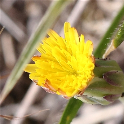 Hypochaeris radicata (Cat's Ear, Flatweed) at Gundaroo, NSW - 1 Nov 2024 by ConBoekel