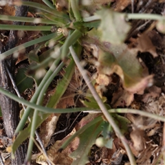 Hypochaeris radicata at Gundaroo, NSW - 2 Nov 2024