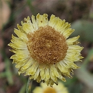 Coronidium scorpioides at Goulburn, NSW - 6 Nov 2024