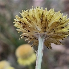 Coronidium scorpioides at Goulburn, NSW - 6 Nov 2024