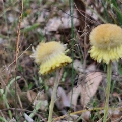 Coronidium scorpioides at Goulburn, NSW - 6 Nov 2024