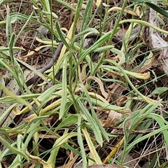 Coronidium scorpioides at Goulburn, NSW - 6 Nov 2024