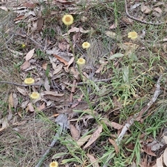 Coronidium scorpioides at Goulburn, NSW - 6 Nov 2024