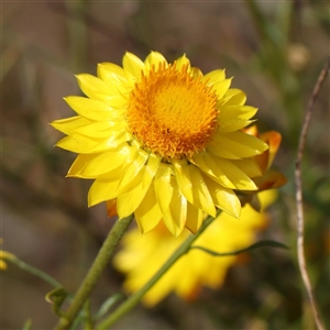 Xerochrysum viscosum at Gundaroo, NSW - 2 Nov 2024 10:59 AM