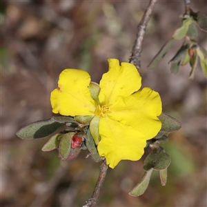 Hibbertia obtusifolia at Gundaroo, NSW - 2 Nov 2024 11:01 AM