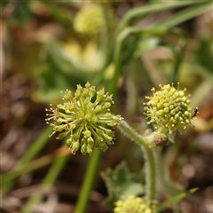 Hydrocotyle laxiflora (Stinking Pennywort) at Gundaroo, NSW - 2 Nov 2024 by ConBoekel