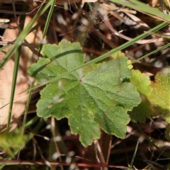 Hydrocotyle laxiflora at Gundaroo, NSW - 2 Nov 2024