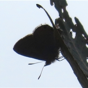 Acrodipsas myrmecophila at suppressed - suppressed