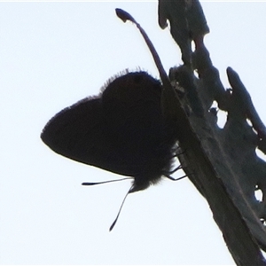 Acrodipsas myrmecophila at suppressed - 6 Nov 2024