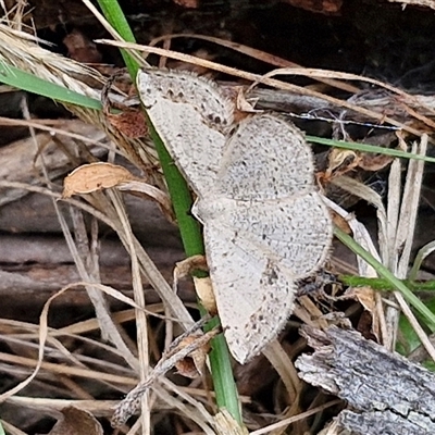 Taxeotis intextata (Looper Moth, Grey Taxeotis) at Goulburn, NSW - 6 Nov 2024 by trevorpreston