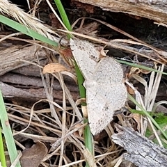 Taxeotis intextata at Goulburn, NSW - 6 Nov 2024