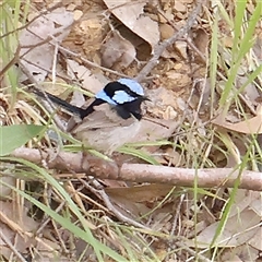 Malurus cyaneus (Superb Fairywren) at Gundaroo, NSW - 2 Nov 2024 by ConBoekel