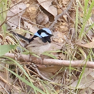 Malurus cyaneus at Gundaroo, NSW - 2 Nov 2024