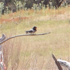 Hirundo neoxena (Welcome Swallow) at Gundaroo, NSW - 2 Nov 2024 by ConBoekel