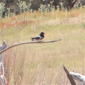 Hirundo neoxena at Gundaroo, NSW - 2 Nov 2024