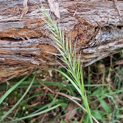 Vulpia (genus) (A Squirreltail Fescue) at Goulburn, NSW - 6 Nov 2024 by trevorpreston