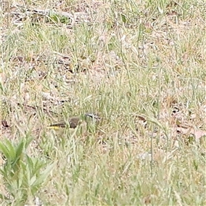 Acanthiza chrysorrhoa at Gundaroo, NSW - 2 Nov 2024