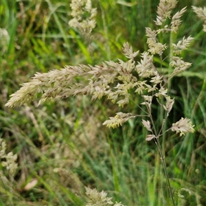 Holcus lanatus at Goulburn, NSW - 6 Nov 2024