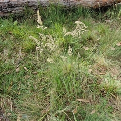 Holcus lanatus at Goulburn, NSW - 6 Nov 2024