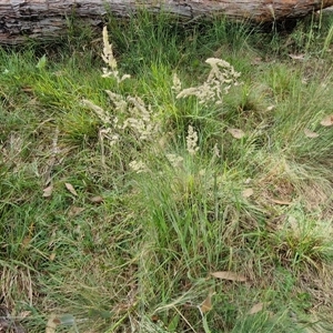 Holcus lanatus at Goulburn, NSW - 6 Nov 2024