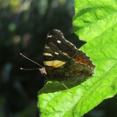 Vanessa itea (Yellow Admiral) at Flynn, ACT - 6 Nov 2024 by Christine