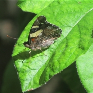 Vanessa itea at Flynn, ACT - 6 Nov 2024 10:22 AM