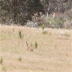 Lepus capensis (Brown Hare) at Gundaroo, NSW - 2 Nov 2024 by ConBoekel