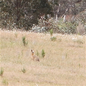 Lepus capensis at Gundaroo, NSW - 2 Nov 2024