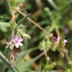 Erodium cicutarium (Common Storksbill, Common Crowfoot) at Gundaroo, NSW - 2 Nov 2024 by ConBoekel