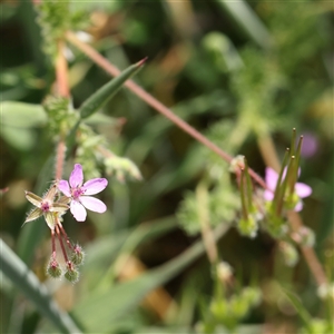 Erodium cicutarium at Gundaroo, NSW - 2 Nov 2024 11:23 AM