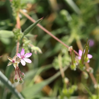 Erodium cicutarium (Common Storksbill, Common Crowfoot) at Gundaroo, NSW - 2 Nov 2024 by ConBoekel