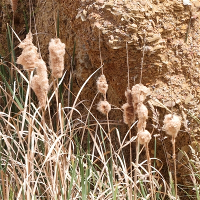 Typha sp. (Cumbungi) at Gundaroo, NSW - 2 Nov 2024 by ConBoekel