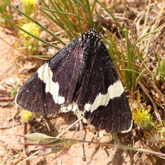 Eutrichopidia latinus (Yellow-banded Day-moth) at Gundaroo, NSW - 2 Nov 2024 by ConBoekel