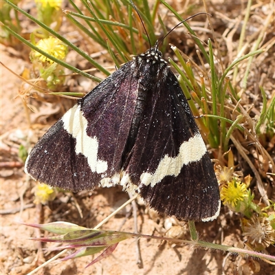 Eutrichopidia latinus (Yellow-banded Day-moth) at Gundaroo, NSW - 2 Nov 2024 by ConBoekel