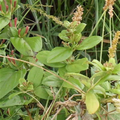 Lonicera japonica (Japanese Honeysuckle) at Gundaroo, NSW - 2 Nov 2024 by ConBoekel