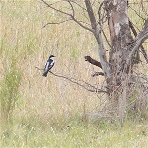 Lalage tricolor at Gundaroo, NSW - 2 Nov 2024 11:51 AM