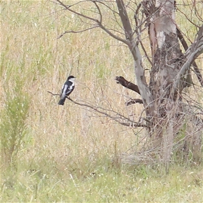 Lalage tricolor (White-winged Triller) at Gundaroo, NSW - 2 Nov 2024 by ConBoekel