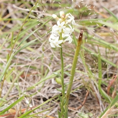 Stackhousia monogyna (Creamy Candles) at Gundaroo, NSW - 2 Nov 2024 by ConBoekel