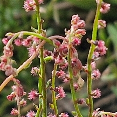 Haloragis heterophylla (Variable Raspwort) at Goulburn, NSW - 6 Nov 2024 by trevorpreston