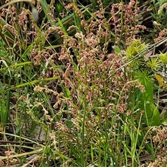 Haloragis heterophylla at Goulburn, NSW - 6 Nov 2024 04:26 PM