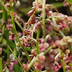 Haloragis heterophylla at Goulburn, NSW - 6 Nov 2024