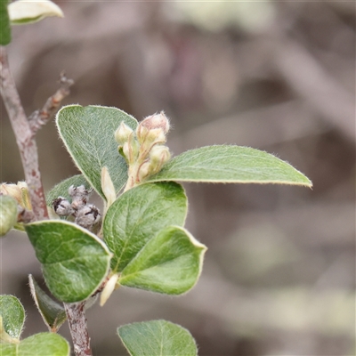 Cotoneaster (genus) (Cotoneaster) at Gundaroo, NSW - 2 Nov 2024 by ConBoekel