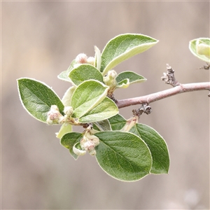 Cotoneaster sp. at Gundaroo, NSW - 2 Nov 2024