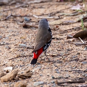 Stagonopleura guttata at Wallaroo, NSW - suppressed